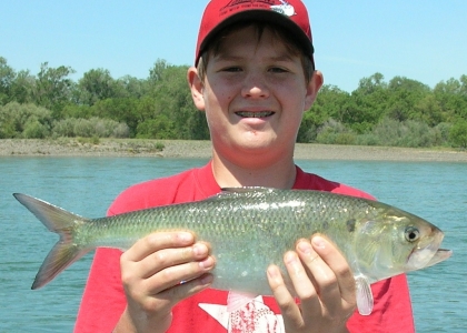 shad