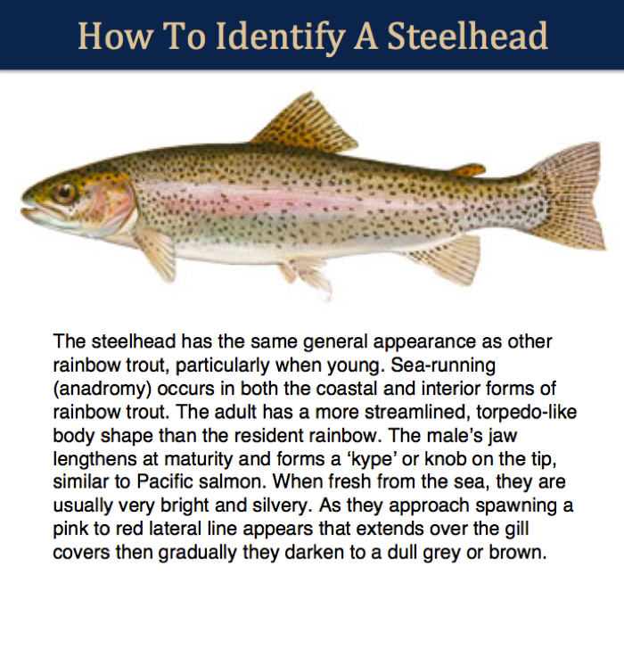 steelhead-identifier